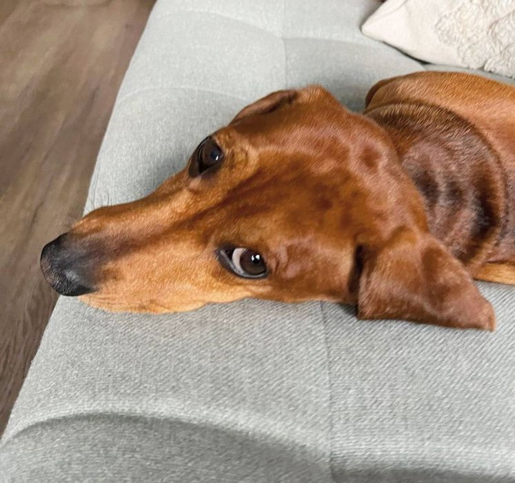 Руді таксята  дівчатка і хлопчики