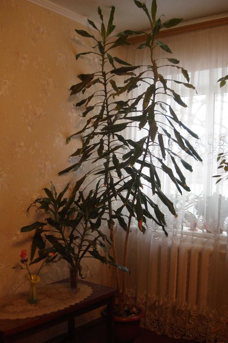 Цветок драцена есть 4 шт