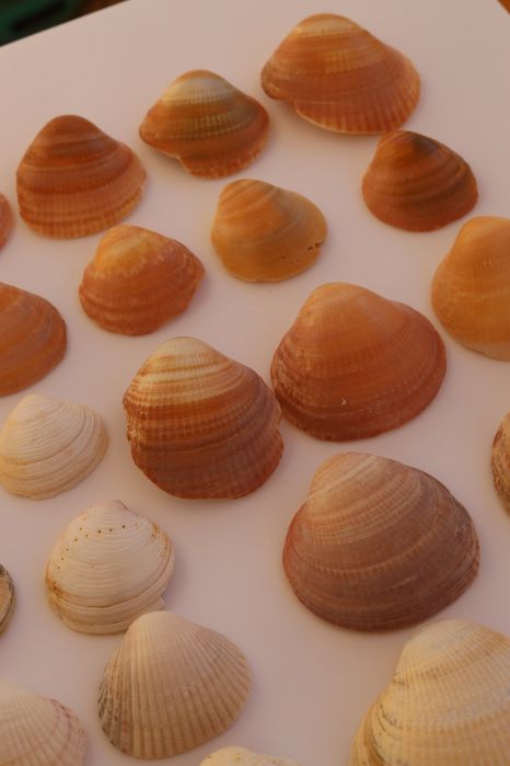 Conjunto pack 36 conchas do mar Algarve