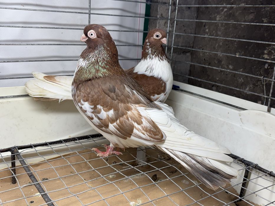 Gołębie zamojskie krótkodzioby