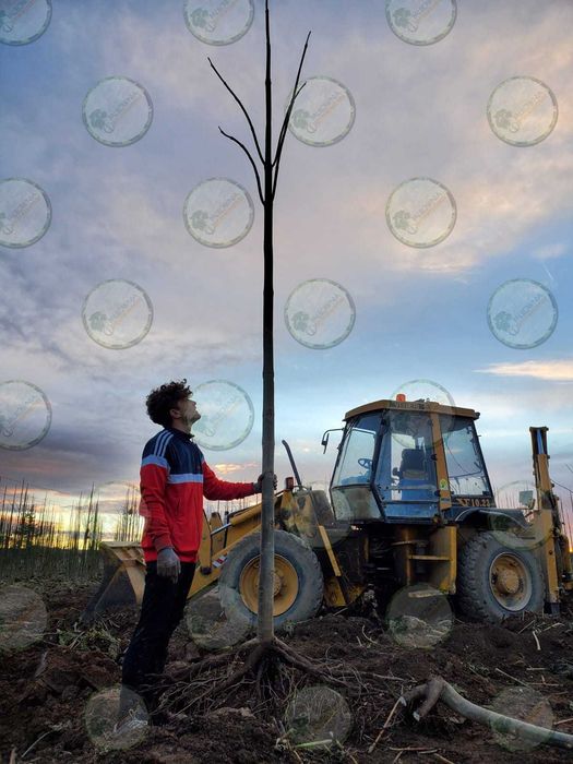 Paulownia Fortunei x Elongata Lote 100ud.