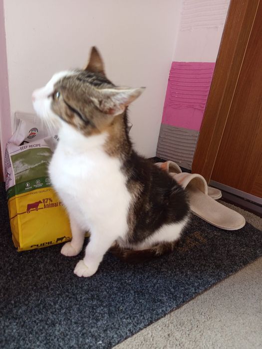 Wysterylizowana kotka szuka domu niewychodzącego