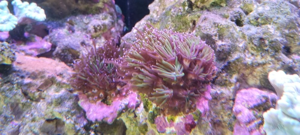 Akwarium morskie roślinki