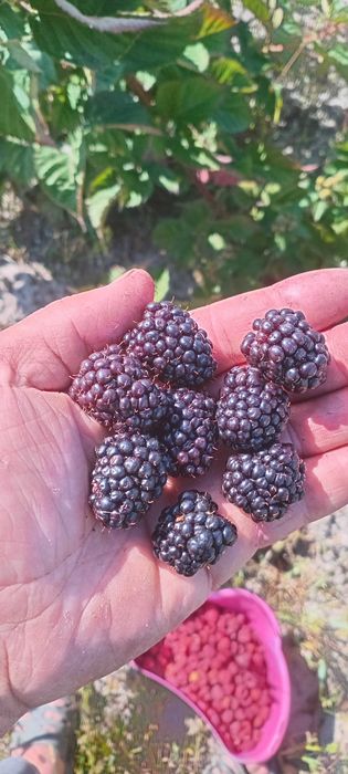 Саджанці Ожини ремонтантної Чорна магія