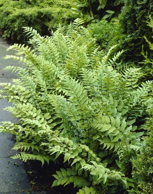 Feto/ Samambaia Cyrtomium fortunei