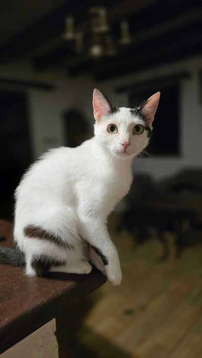 Amarie- słodka,spokojna koteczka do adopcji