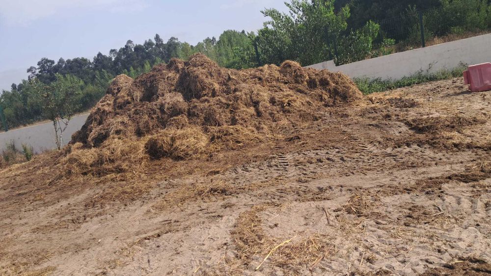 Estrume de Cavalo - Vagos, Aveiro