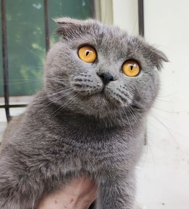 Кошечка Буся, 3 года. Шотландская вислоухая.