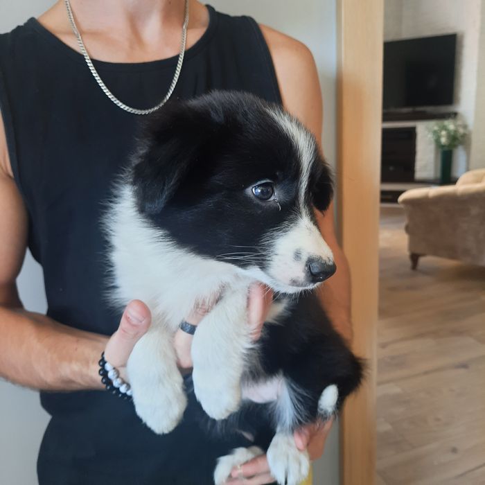 Border Collie piesek