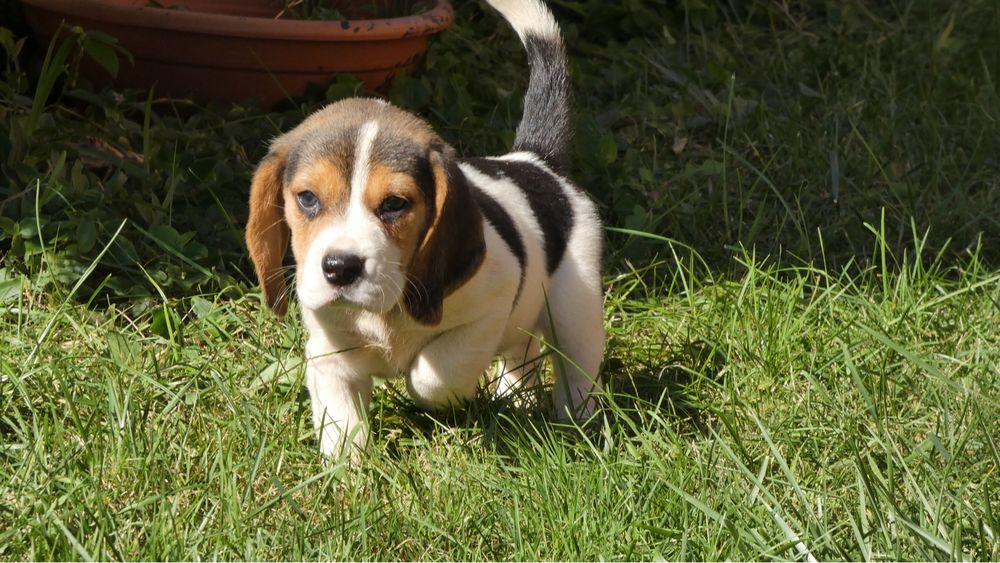 Beagle  tricolor macho