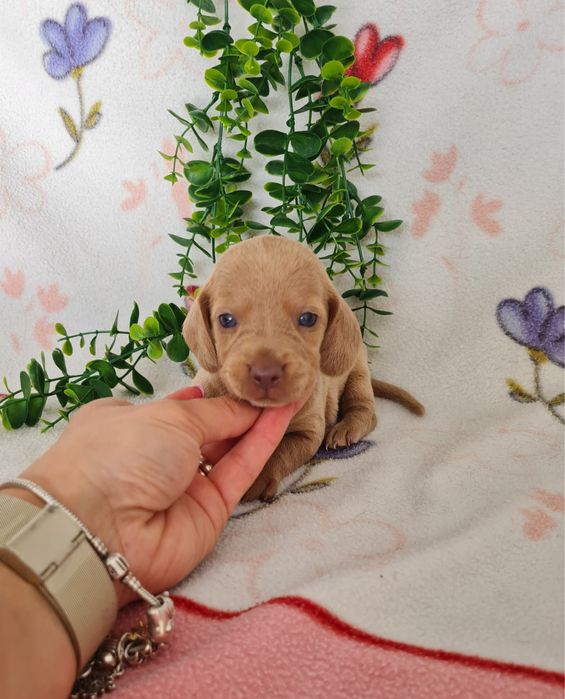 Estupendo macho Teckel cor rara de Qualidade