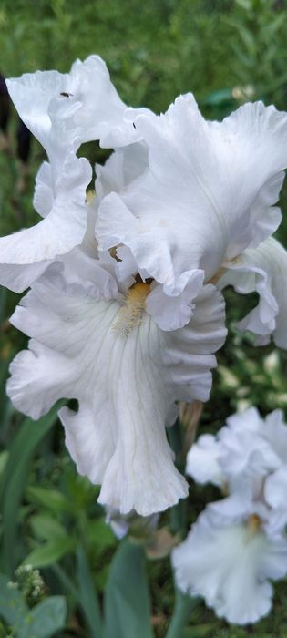 Іриси садові сортові високі 35 грн