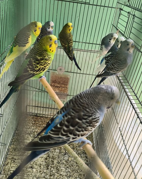 Periquito australiano