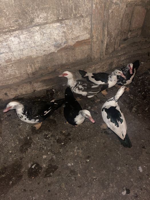 Продаються молоді індокачки