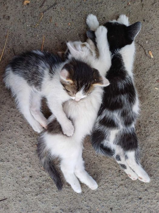 Відам котика в добрі руки безкотовно