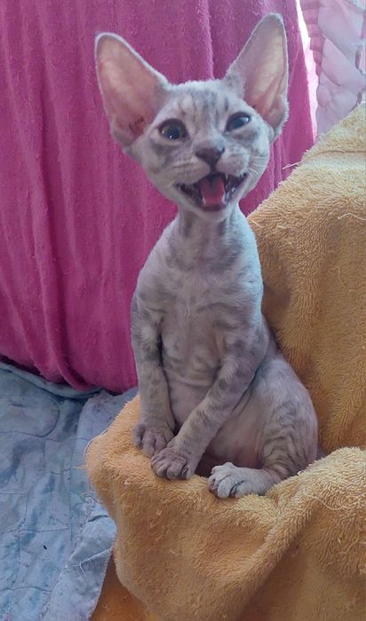 Кошенята Девон-рекс