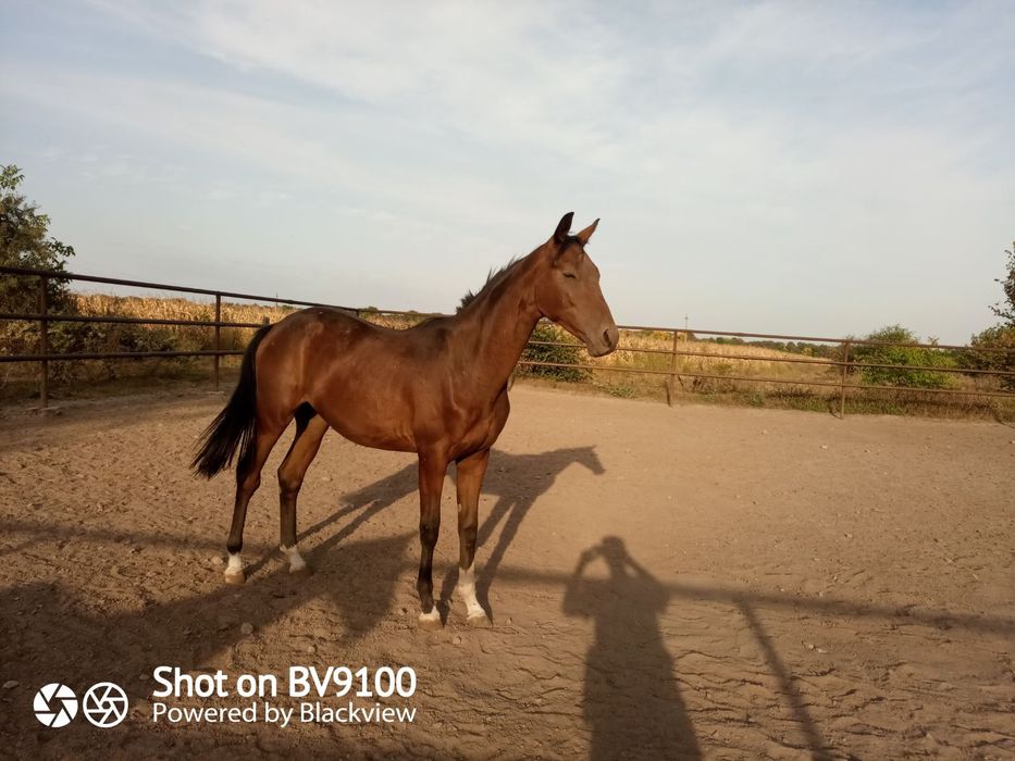 Продам лошадь, продаються жеребята