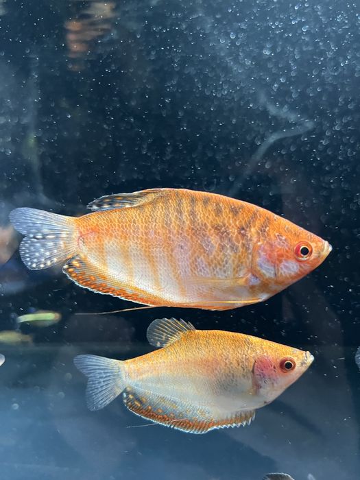 Gurami Red Aqualife