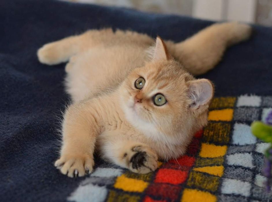 Золотые   котята.