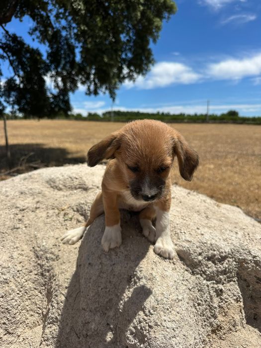 Caezinhos para adoção - 2 meses e meio - mãe cruzada caniche