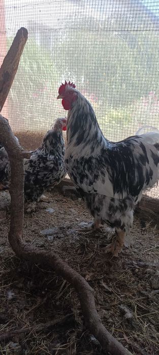 Kochin olbrzymi różne kolory