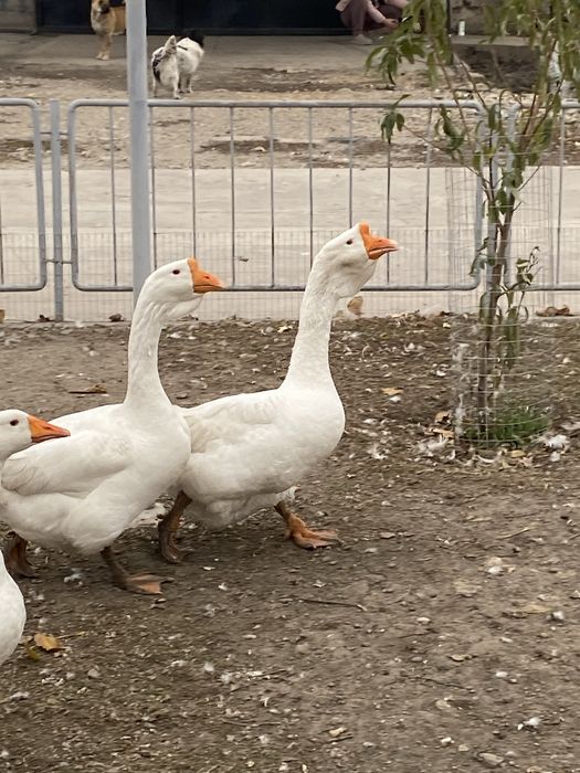 Гуси Холмогоры молодняк