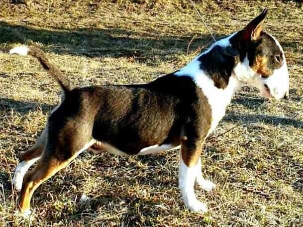 Bulterier miniaturowy do sprzedania pies hodowlany FCI/ZKwP