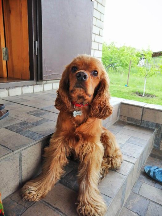 Красивый спаниель ищет невесту!