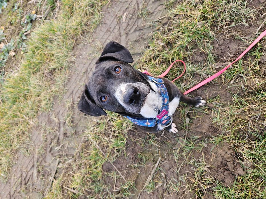 Merry na psią jedynaczkę