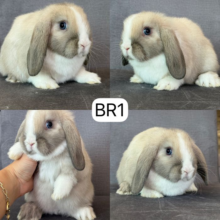 Królik Baranek Miniaturka MINI LOP