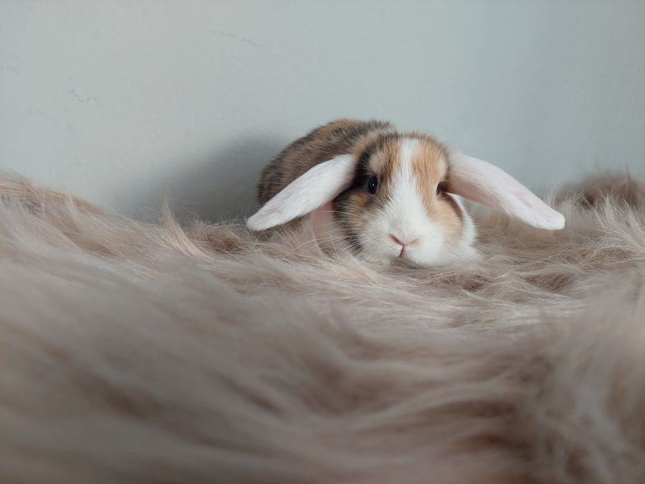 Króliki miniaturki baranki kłapousze