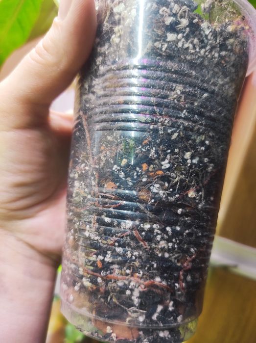 Монстера Karstenianum, Филодендрон Caramel Marble