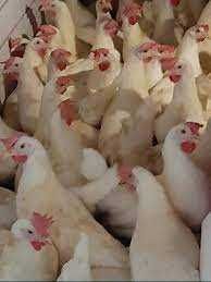 Kury Nioski z jajkiem ! Rosa Messa Tetra ISA Dominant ! Dowóz !!