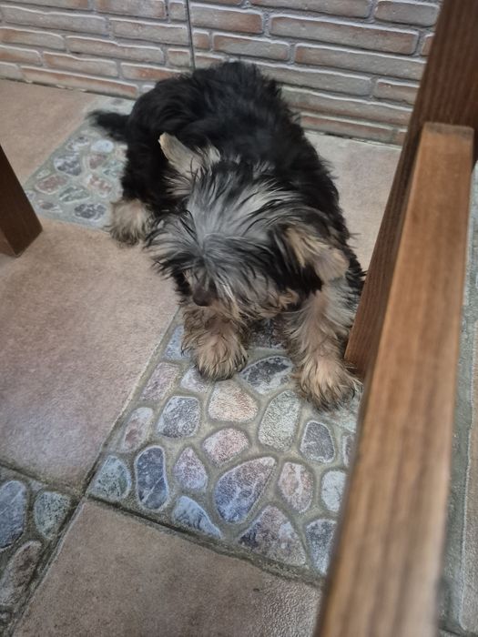 Yorkshire  Terrier Macho  Criadora Registada PT3088FL