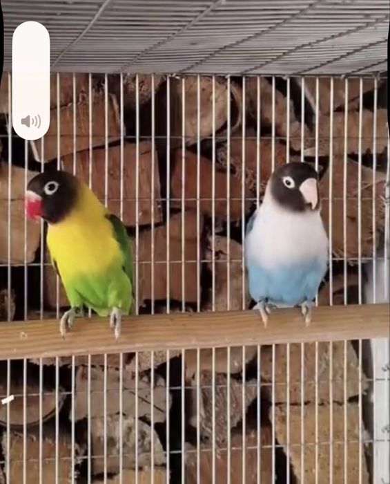 Casal agapornis personata