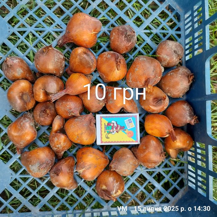 Продаю цибулини колхікума