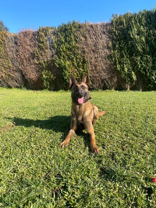 Pastor belga malinois