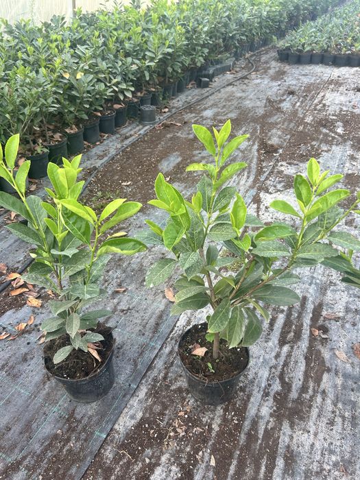 Laurowisnia novita 50/80cm DARMOWA DOSTAWA