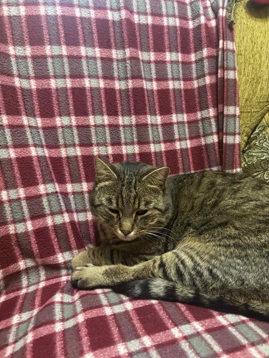 Котик чекає на люблячу родину
