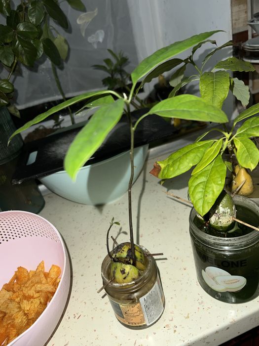 Авокадо ( проросшее)