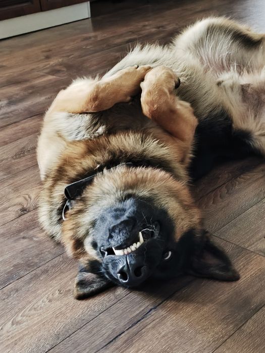 В'язка тварин вівчарка