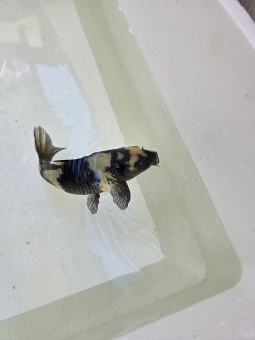 Carpa koi japonesa