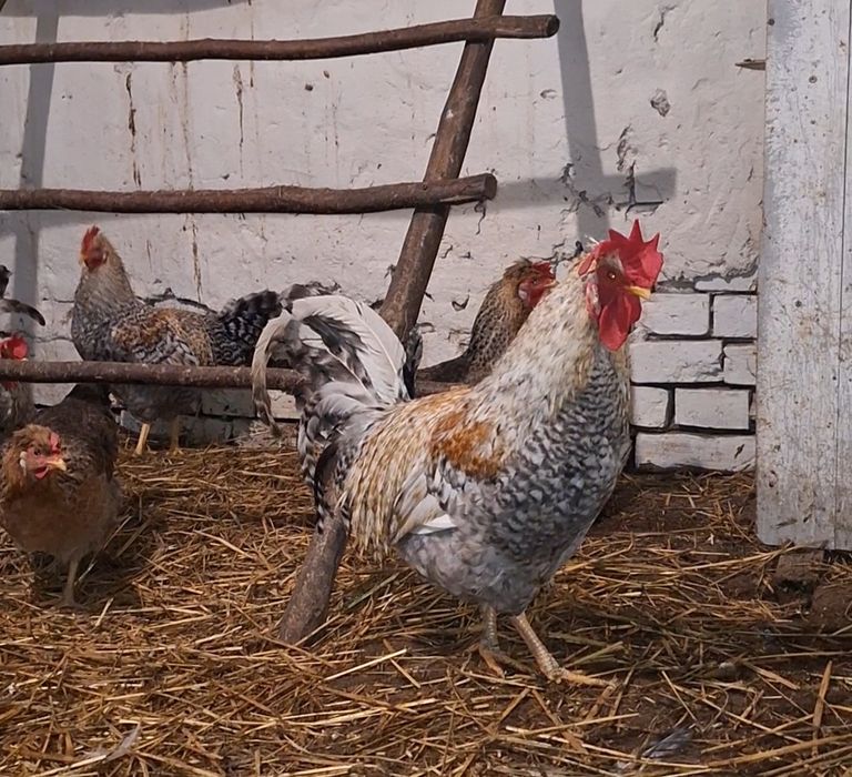 Kogut, jajka,  legbar cream,  czubatka polska czarna i wielbłądzia