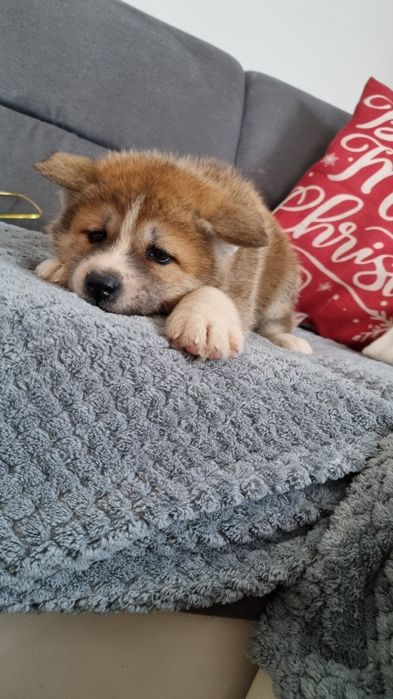 Akita inu szczeniak