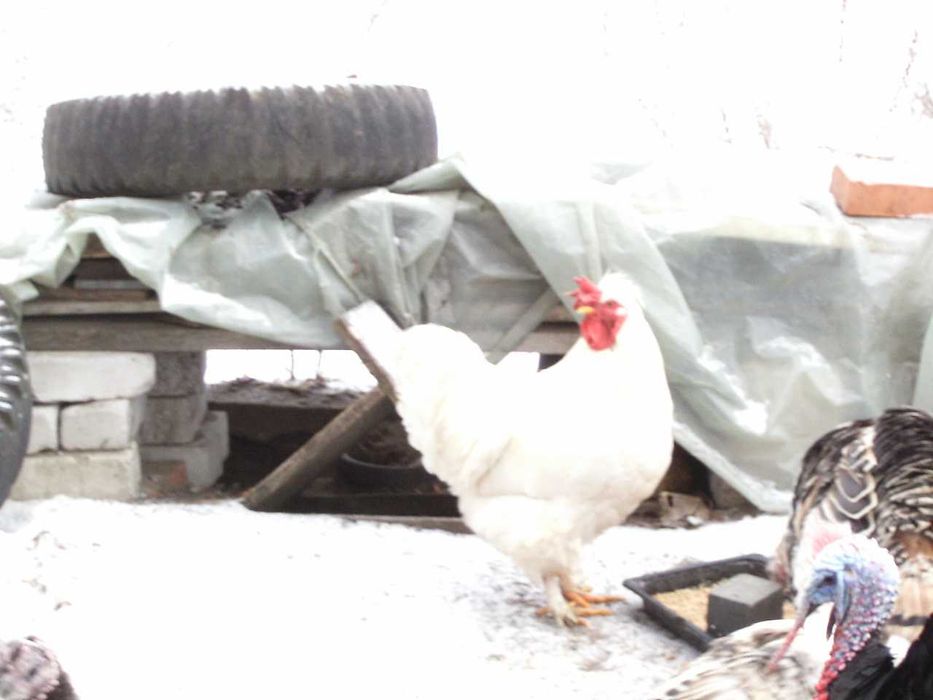 Півень  білий порода султанка 1 рік