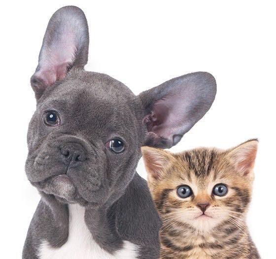 Caminhada e Cãopanhia