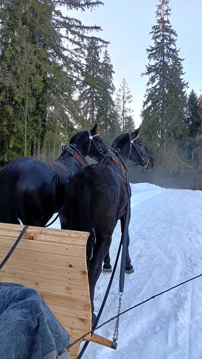 Sprzedam wałach śląski 3 lata