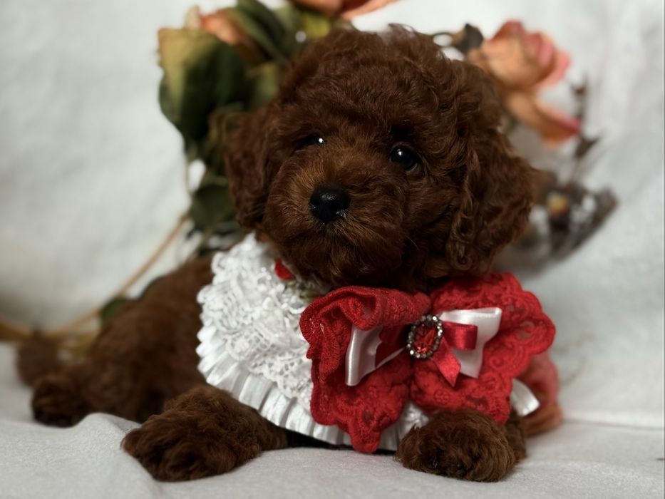 Той пудель хлопчик Red Brown