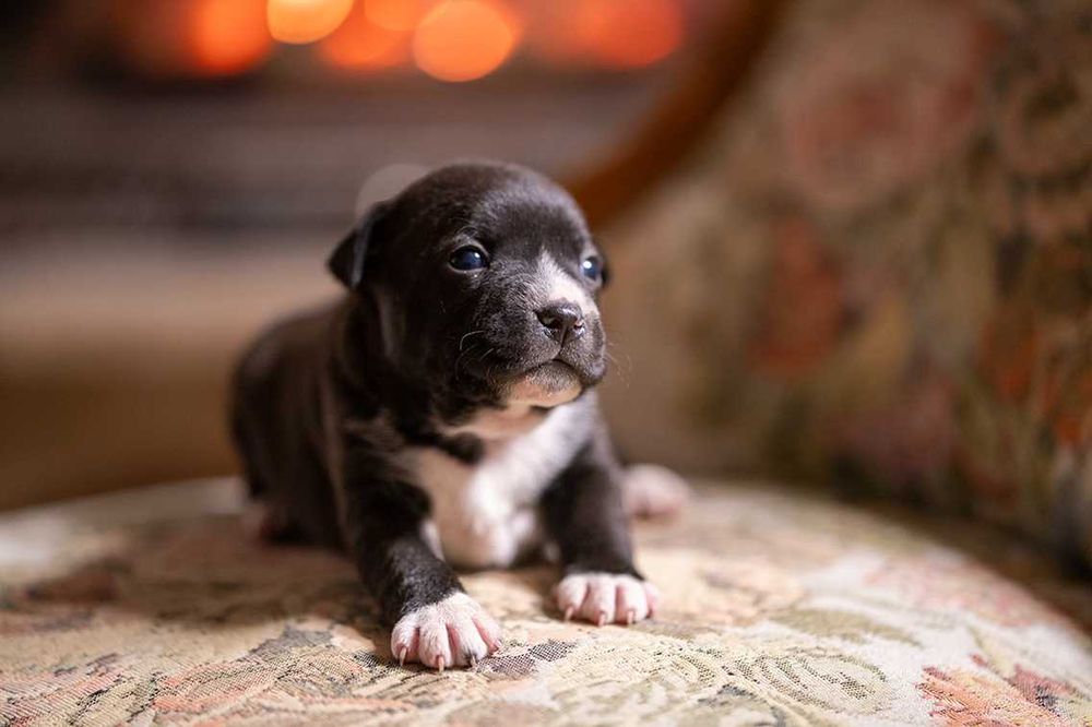 Staffordshire Bull Terrier staffik Suczka