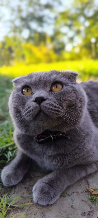 В'язка. Котик шукає кішечку